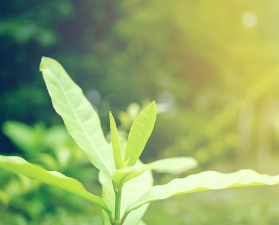 How our carefully selected natural ingredients can enhance your skincare route